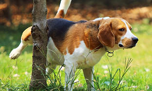 Forstørret prostata